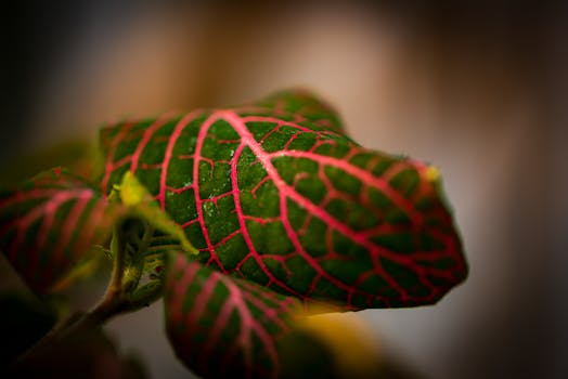 18 plantas de interior que no necesitan luz natural (o muy ...