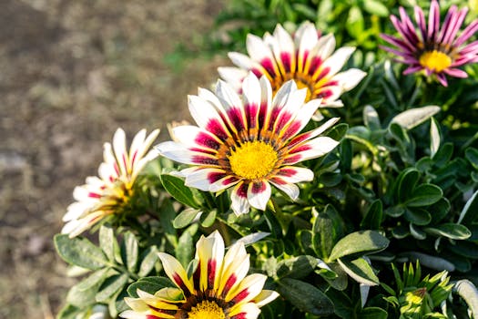 13 plantas de sol directo que florecen todo el año y son ...