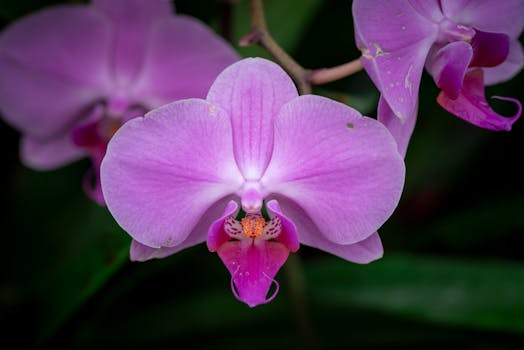 Las 12 plantas con flores de interior y exterior más bonitas ...
