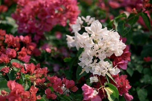 10 Plantas que dan flores todo el año