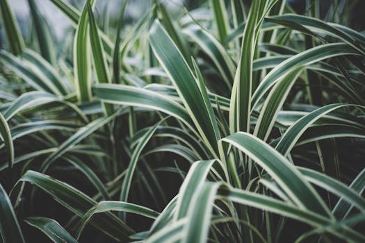 Plantas a Domicilio Madrid | Comprar Online