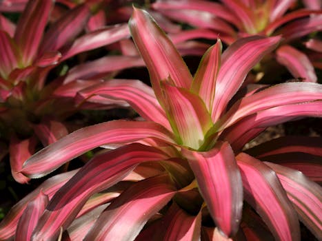 Plantas a Domicilio Madrid | Comprar Online