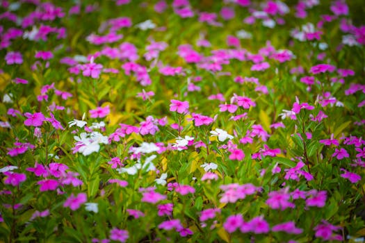 Las 12 plantas con flores de interior y exterior más bonitas ...