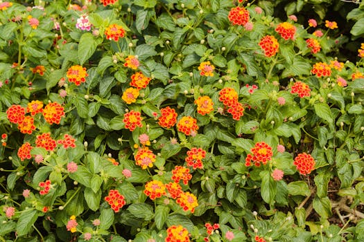 10 Plantas que dan flores todo el año