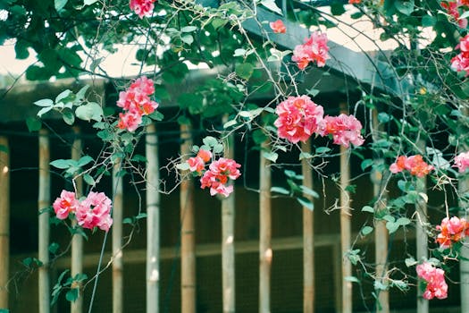 Plantas trepadoras - Venta en línea al mejor precio - Planfor