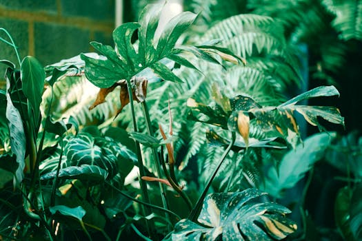 Plantas de exterior resistentes online - Interflora