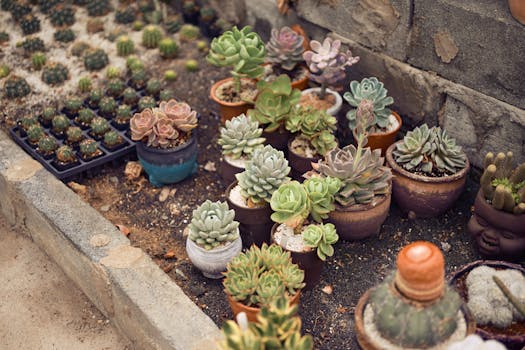 Comprar plantas de regalo online con envío gratis