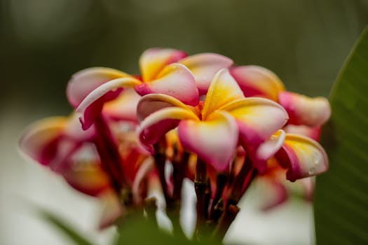 Comprar flores para jardín, terraza y balcón online - Fronda