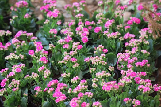 Tienda de Plantas Online | Interior y Exterior -