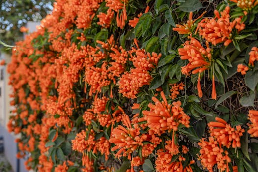 Plantas que florecen todo el año ¡o casi!