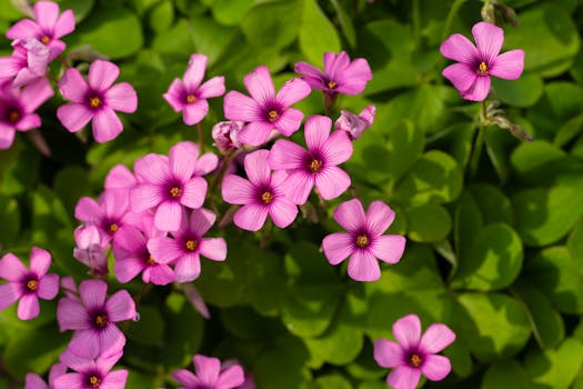 Comprar plantas con flor con envío gratis