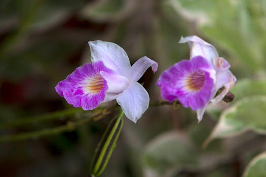 Comprar plantas con flor con envío gratis