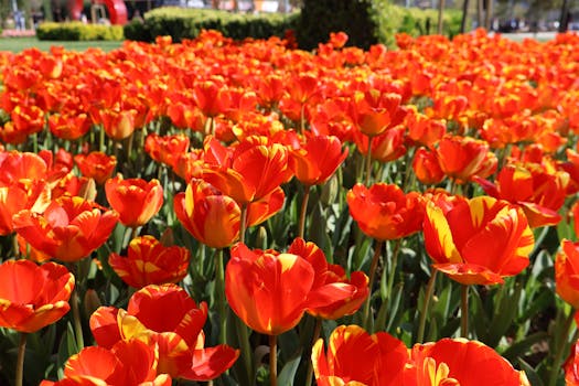 Comprar flores para jardín, terraza y balcón online - Fronda