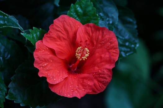 Tipos de plantas con flores: cuáles elegir para tu jardín