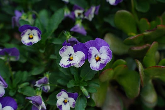 Las 12 plantas con flores de interior y exterior más bonitas ...