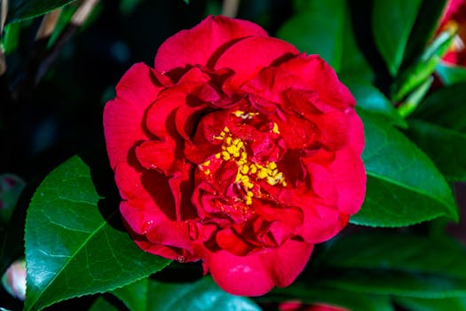 Tipos de plantas con flores: cuáles elegir para tu jardín