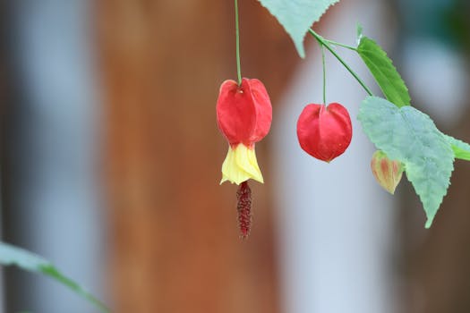 Tipos de plantas con flores: cuáles elegir para tu jardín