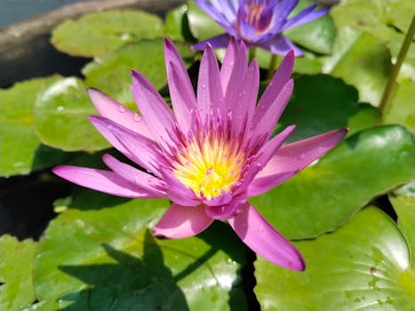 Plantas que florecen todo el año ¡o casi!