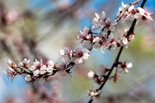 Comprar flores para jardín, terraza y balcón online - Fronda