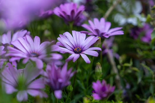 Comprar flores para jardín, terraza y balcón online - Fronda