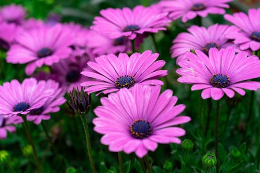 Tipos de plantas con flores: cuáles elegir para tu jardín