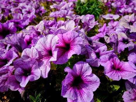 Plantas que florecen todo el año ¡o casi!