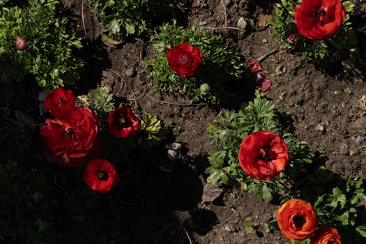 10 Plantas que dan flores todo el año