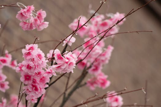 Comprar flores para jardín, terraza y balcón online - Fronda