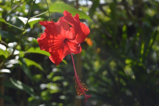 Comprar flores para jardín, terraza y balcón online - Fronda