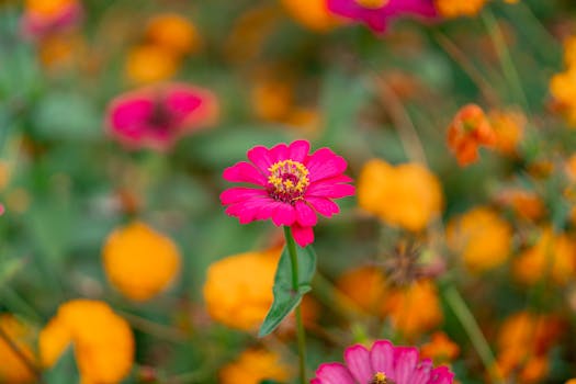 Flores de enero en España: cuáles florecen ... - Verdnatura