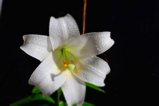 Comprar flores para jardín, terraza y balcón online - Fronda