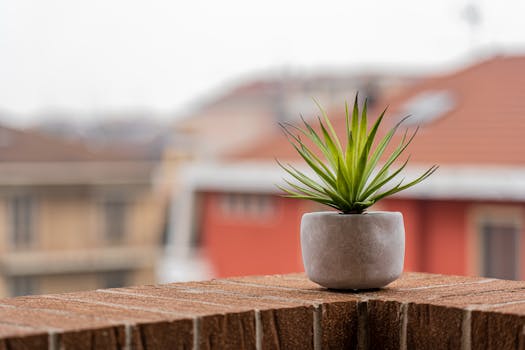 Plantas de exterior resistentes online - Interflora