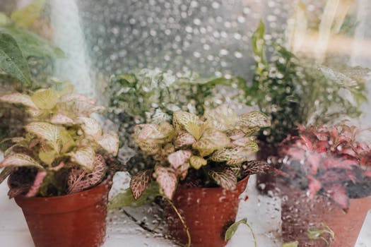 Plantas de Interior con Flor: Decorativas, Cuidado Fácil