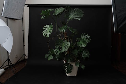 Comprar Plantas Grandes Online