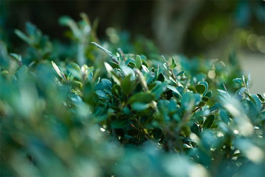 Centros y cestas de plantas naturales