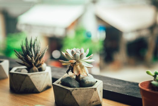 Comprar plantas de regalo online con envío gratis