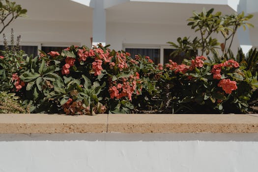 Plantas de exterior resistentes online - Interflora