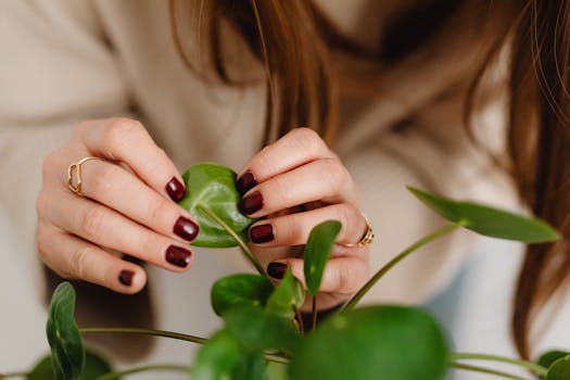 Comprar plantas de regalo online con envío gratis