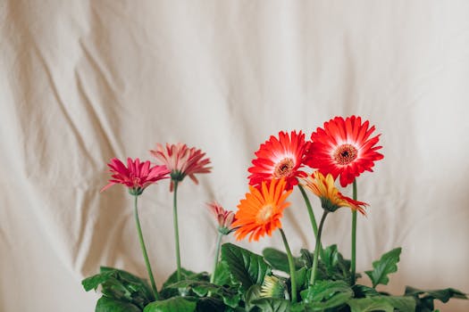 16 plantas de exterior con flores para llenar tu jardín o ...