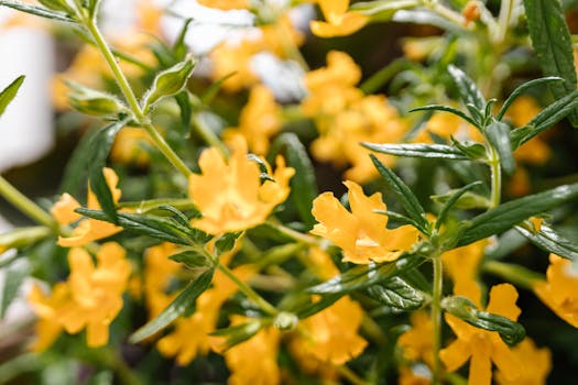 13 plantas de sol directo que florecen todo el año y son ...