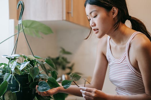 Comprar plantas purificadoras con envío gratis