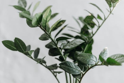 Comprar plantas de regalo online con envío gratis