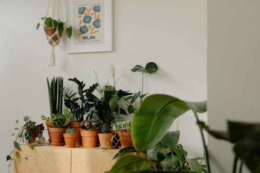 Plantas de interior fáciles de cuidar - Interflora
