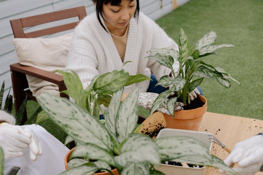 Comprar plantas purificadoras con envío gratis