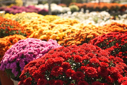 10 Plantas que dan flores todo el año